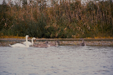 family of swans in the Danube delta 
 