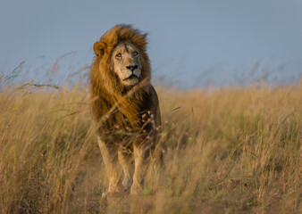 Fototapeta na wymiar Male lion in high grass in Masai Mara, Kenya
