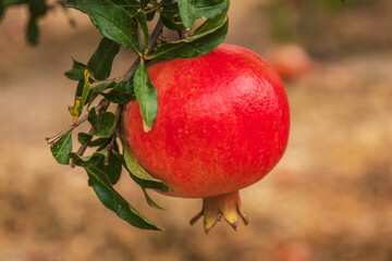 Ripe pomegranate hanging on a branch of tree