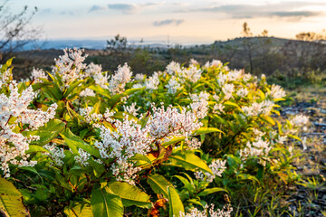 Japanese Knotweed flowering in County Donegal - Ireland