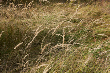 Fototapeta premium Grain weeds in a forest clearing.