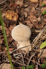 Lycoperdon perlatum mushroom in a mixed forest.