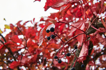 Foliage and fruits of grapes in late autumn.