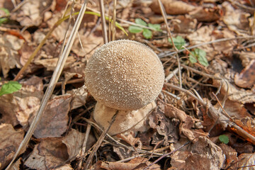 Lycoperdon perlatum mushroom in a mixed forest.