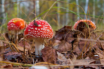 Fly agaric mushroom in a mixed forest.