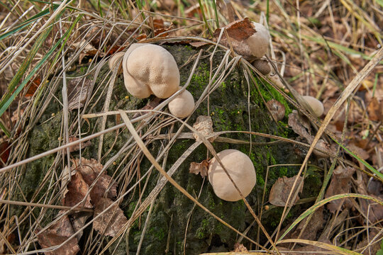 Lycoperdon perlatum mushroom in a mixed forest.