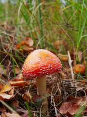 poisonous fly agaric in the woods