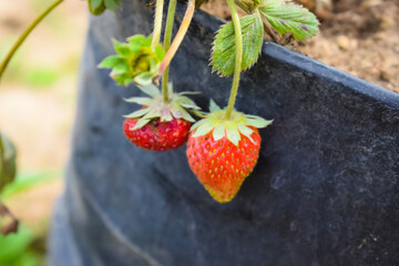 Comparison of two strawberries in a plant