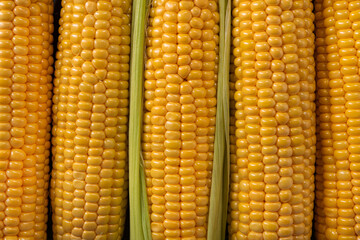 photo of ripe corn cobs