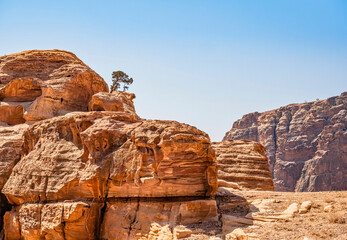 Lonely tree grows through the red sand rocks and stones in the deserted area of Petra, Jordan