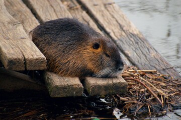 Nutria