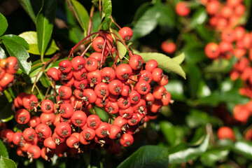 Close up of ripe red hawthorn berries