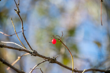Closeup of Bright Red Translucent Berries on a Branch in Autumn in Latvia