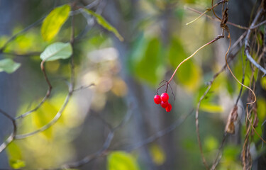Closeup of Bright Red Translucent Berries on a Branch in Autumn in Latvia