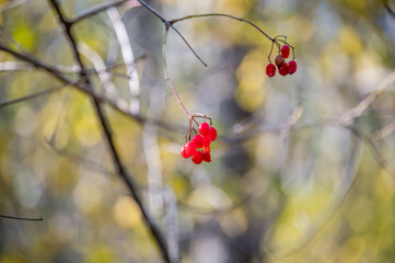 Closeup of Bright Red Translucent Berries on a Branch in Autumn in Latvia