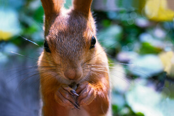Beautiful red-haired squirrel sits and eats nuts  in the forest close-up. Multicolored blurred background.
