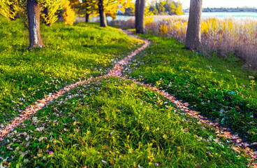 Two paths, covered with fallen autumn leaves, merged into one among the grass and trees by the...