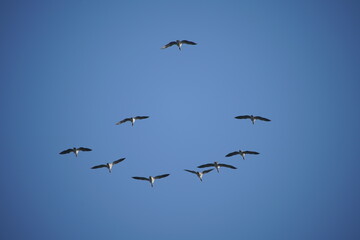 Anser anser, Graugänse in freier Wildbahn
