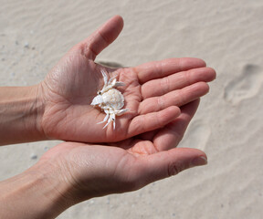 Crab shell on Hands