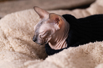 hairless clad sphinx cat, cold, freezing, lying on a warm blanket