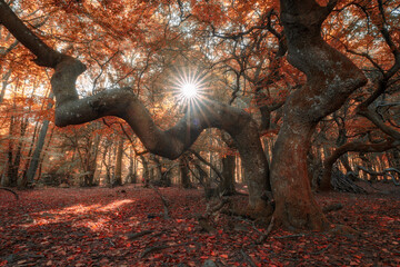 Dwarf beech tree’s in a forest in autumn in Sweden. It is also known as twisted beech or parasol...