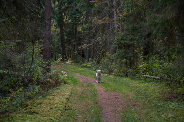 Obraz na płótnie Canvas White Golden Retriever on a Forest Path in the Woods