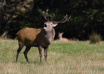Red deer stag calling, on Jura, Hebrides, Scotland