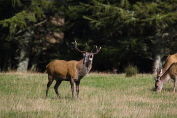 Red deer stag calling, on Jura, Hebrides, Scotland