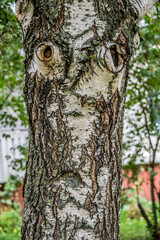 Obraz premium Face in a Birch Tree looking Surprised