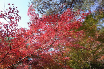 Red autumn leaves of Japanese Maple
