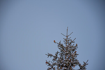 Tiny orange birds on a top of spruce tree. Red crossbills in winter time. Clear blue evening sky in a forest. Selective focus on the animals, blurred background.