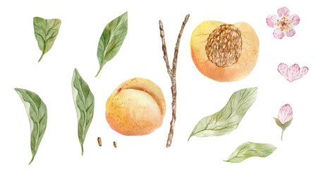 Peaches on a branch. Watercolor illustration.