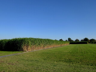 Chinaschilf als Energiequelle