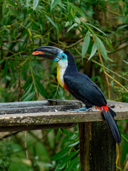 Channel-billed Toucan eats pieces of fruit