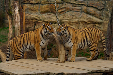 Two young siblings of a siberian tiger, friendly meeting