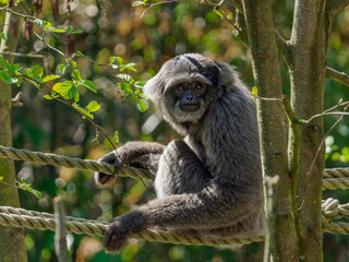 Silvery gibbon sitting on the tree