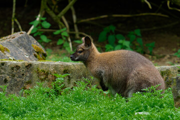 A swamp wallaby at grass near a rock