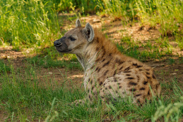 Spotted hyena lying at grass on meadow