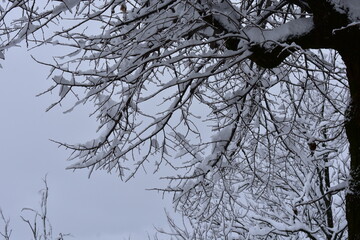 snowy tree during a freezing winter in Guardiagrele Abruzzo Italy
