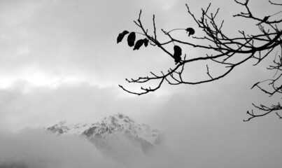 tree branch and snowy mountain in cloudy day