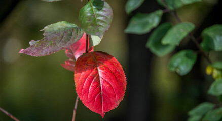 Red Autumn Leaves in a Forest in Latvia
