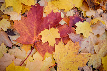 Background of large and small, red and yellow autumn maple leaves