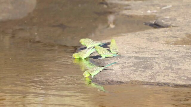 a slow motion shot of a budgerigar flock drinking from kings creek at kings canyon in watarrka national park of the northern territory, australia