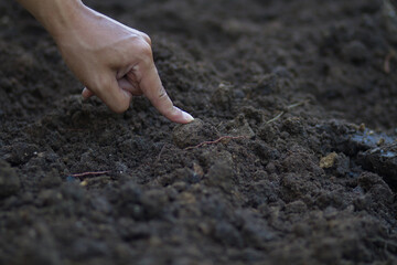 A farmer using a finger testing a soil before planting vegetable at farm.