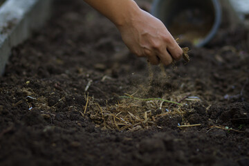 Hands of farmer add a compost and manure to soil to prepare planting vegetable, flower or fruit at farm.