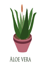 Aloe vera. House plant. Flat design. Vector illustration