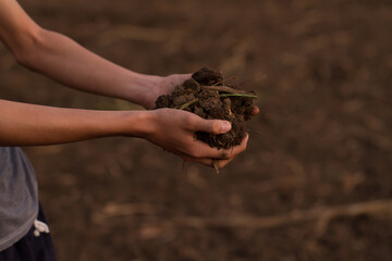 Farmer show a compacted soil at uncultivated fields. Bad soil the impacted of continue use of chemical fertilizer.