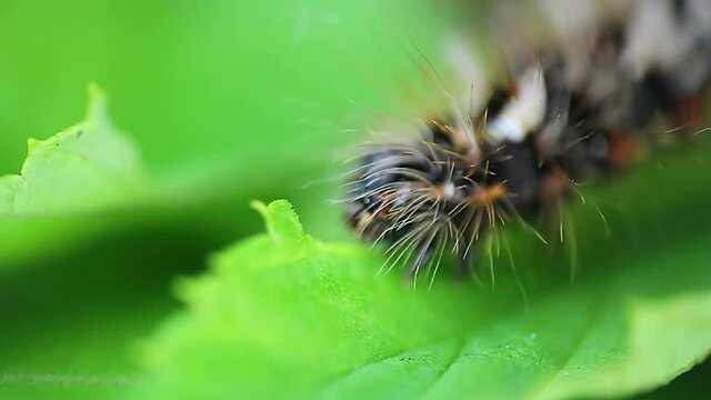 Grass moth, acronicta rumicis larvae, caterpillar eating leaves. Macro animal