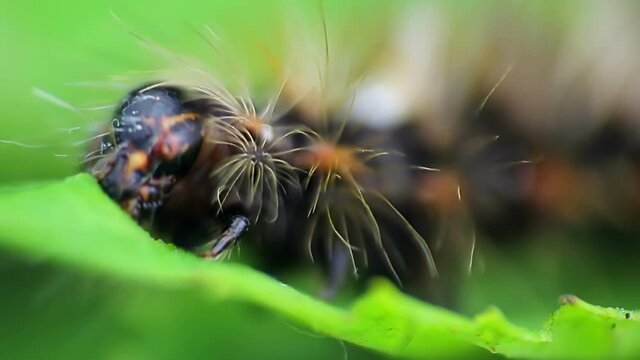 Grass moth, acronicta rumicis larvae, caterpillar eating leaves. Macro animal
