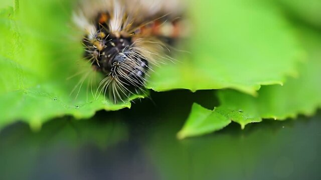 Grass moth, acronicta rumicis larvae, caterpillar eating leaves. Macro animal